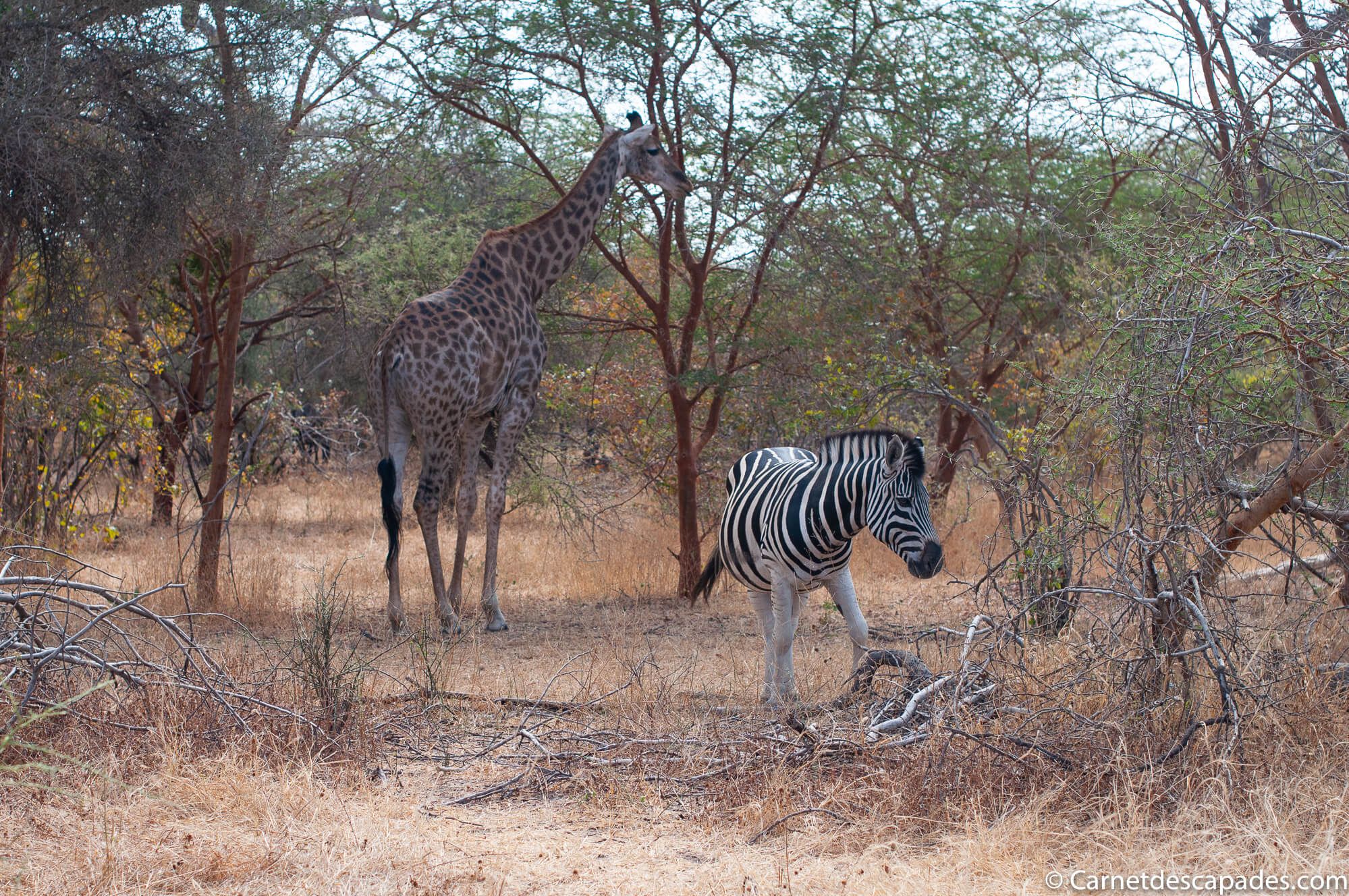 Les Animaux du Safari